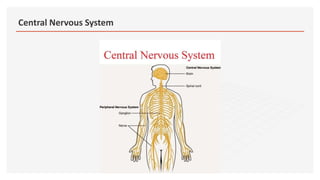 Central Nervous System
 