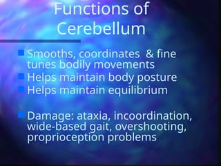 Functions of
Cerebellum
 Smooths, coordinates & fine
tunes bodily movements
 Helps maintain body posture
 Helps maintain equilibrium
 Damage: ataxia, incoordination,
wide-based gait, overshooting,
proprioception problems
 