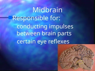 Midbrain
Responsible for:
–conducting impulses
between brain parts
–certain eye reflexes
 