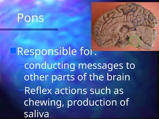 Pons
Responsible for:
–conducting messages to
other parts of the brain
–Reflex actions such as
chewing, production of
saliva
 