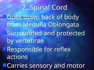 2. Spinal Cord
Goes down back of body
from Medulla Oblongata
Surrounded and protected
by vertebrae
Responsible for reflex
actions
Carries sensory and motor
 