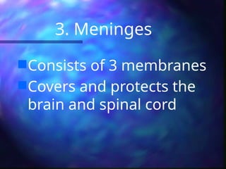3. Meninges
Consists of 3 membranes
Covers and protects the
brain and spinal cord
 