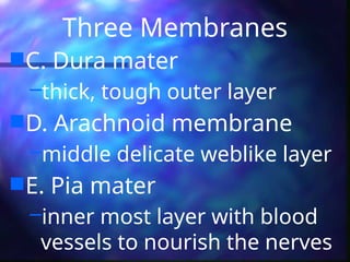 Three Membranes
C. Dura mater
–thick, tough outer layer
D. Arachnoid membrane
–middle delicate weblike layer
E. Pia mater
–inner most layer with blood
vessels to nourish the nerves
 