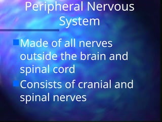 Peripheral Nervous
System
Made of all nerves
outside the brain and
spinal cord
Consists of cranial and
spinal nerves
 