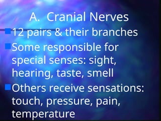 A. Cranial Nerves
12 pairs & their branches
Some responsible for
special senses: sight,
hearing, taste, smell
Others receive sensations:
touch, pressure, pain,
temperature
 