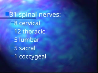 31 spinal nerves:
–8 cervical
–12 thoracic
–5 lumbar
–5 sacral
–1 coccygeal
 