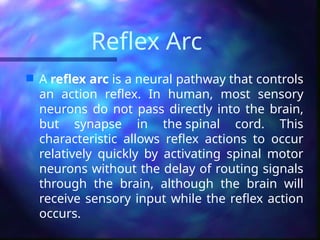 Reflex Arc
 A reflex arc is a neural pathway that controls
an action reflex. In human, most sensory
neurons do not pass directly into the brain,
but synapse in the spinal cord. This
characteristic allows reflex actions to occur
relatively quickly by activating spinal motor
neurons without the delay of routing signals
through the brain, although the brain will
receive sensory input while the reflex action
occurs.
 