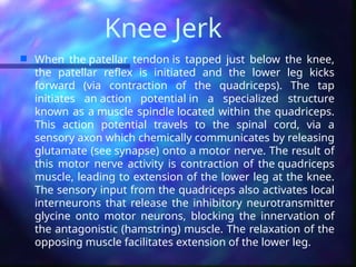 Knee Jerk
 When the patellar tendon is tapped just below the knee,
the patellar reflex is initiated and the lower leg kicks
forward (via contraction of the quadriceps). The tap
initiates an action potential in a specialized structure
known as a muscle spindle located within the quadriceps.
This action potential travels to the spinal cord, via a
sensory axon which chemically communicates by releasing
glutamate (see synapse) onto a motor nerve. The result of
this motor nerve activity is contraction of the quadriceps
muscle, leading to extension of the lower leg at the knee.
The sensory input from the quadriceps also activates local
interneurons that release the inhibitory neurotransmitter
glycine onto motor neurons, blocking the innervation of
the antagonistic (hamstring) muscle. The relaxation of the
opposing muscle facilitates extension of the lower leg.
 