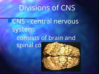 Divisions of CNS
CNS - central nervous
system:
–consists of brain and
spinal cord
 
