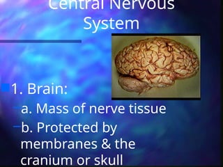Central Nervous
System
1. Brain:
–a. Mass of nerve tissue
–b. Protected by
membranes & the
cranium or skull
 