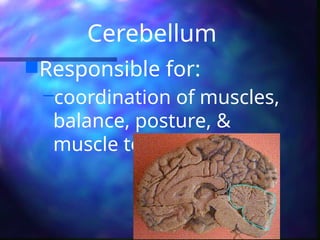 Cerebellum
Responsible for:
–coordination of muscles,
balance, posture, &
muscle tone
 