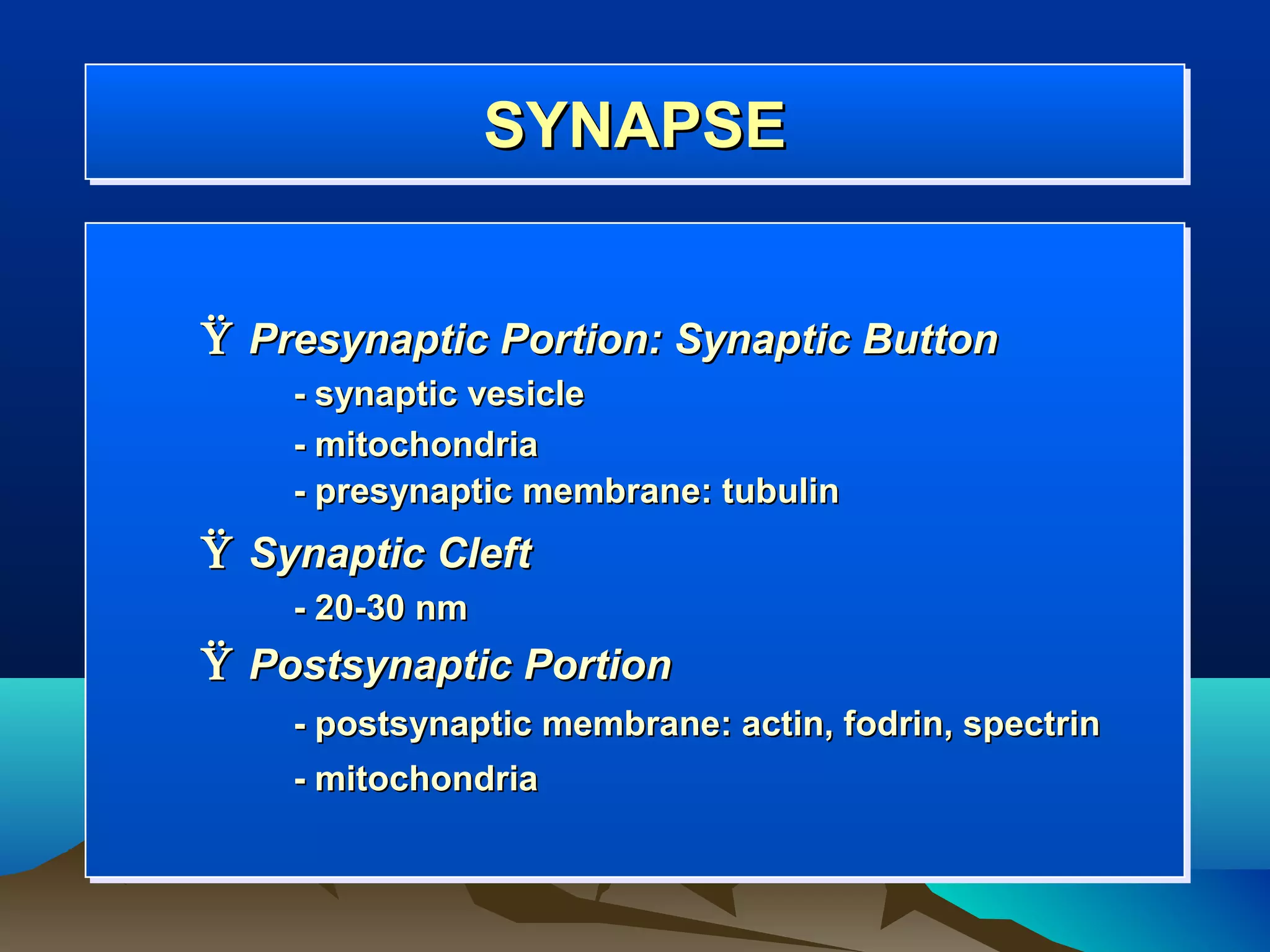 SYNAPSE
                 SYNAPSE


Ÿ Presynaptic Portion: Synaptic Button
    - synaptic vesicle
    - mitochondria
    - presynaptic membrane: tubulin
Ÿ Synaptic Cleft
    - 20-30 nm
Ÿ Postsynaptic Portion
    - postsynaptic membrane: actin, fodrin, spectrin
    - mitochondria
 