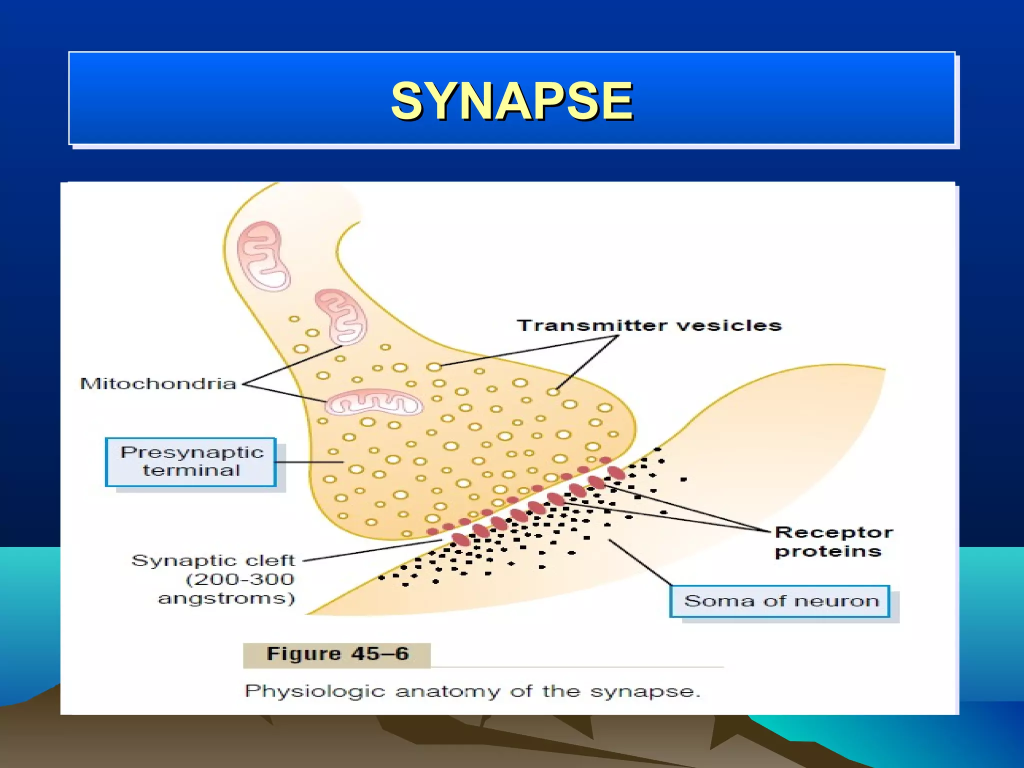 SYNAPSE
SYNAPSE
 