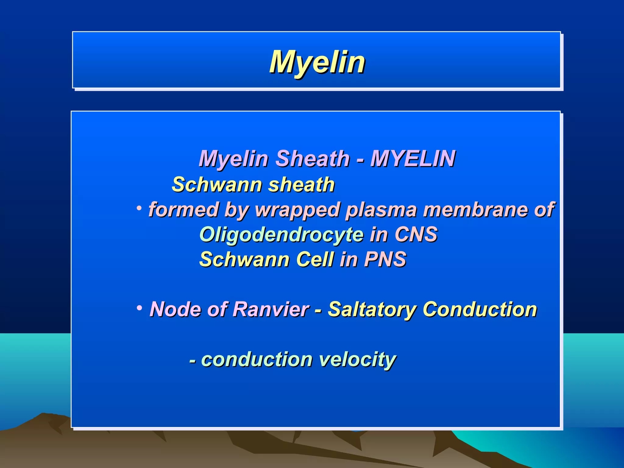 Myelin
             Myelin

      Myelin Sheath - MYELIN
    Schwann sheath
• formed by wrapped plasma membrane of
      Oligodendrocyte in CNS
      Schwann Cell in PNS

• Node of Ranvier - Saltatory Conduction

     - conduction velocity
 