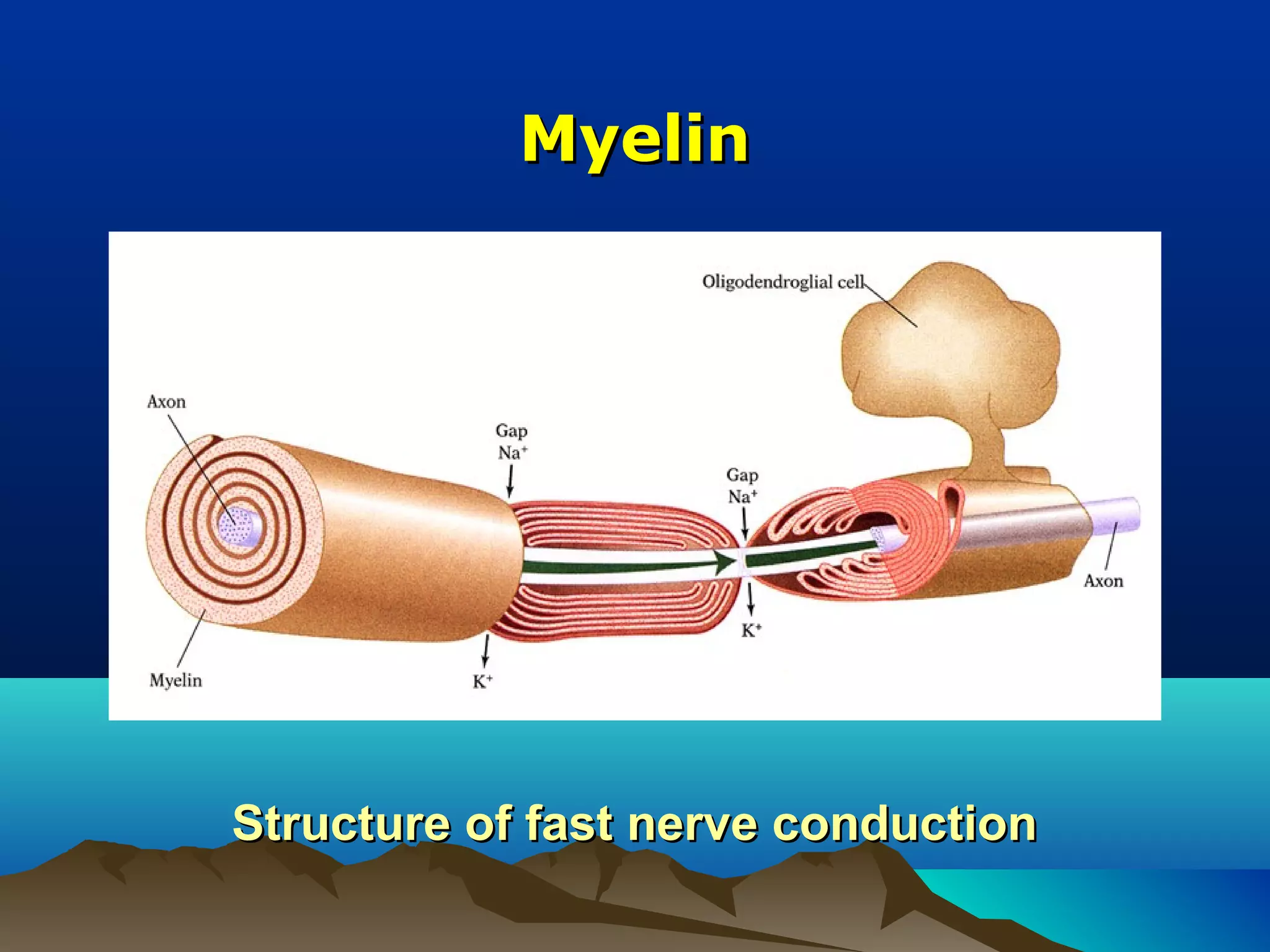 Myelin




Structure of fast nerve conduction
 