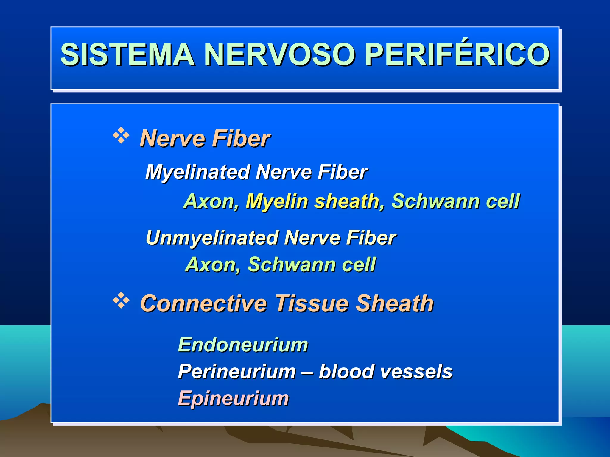 SISTEMA NERVOSO PERIFÉRICO
SISTEMA NERVOSO PERIFÉRICO

   Nerve Fiber
    Myelinated Nerve Fiber
       Axon, Myelin sheath, Schwann cell
    Unmyelinated Nerve Fiber
       Axon, Schwann cell
   Connective Tissue Sheath
       Endoneurium
       Perineurium – blood vessels
       Epineurium
 