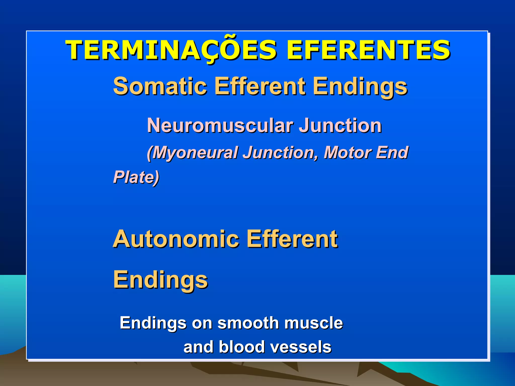 TERMINAÇÕES EFERENTES
  Somatic Efferent Endings
     Neuromuscular Junction
      (Myoneural Junction, Motor End
  Plate)


  Autonomic Efferent
  Endings
  Endings on smooth muscle
         and blood vessels
 