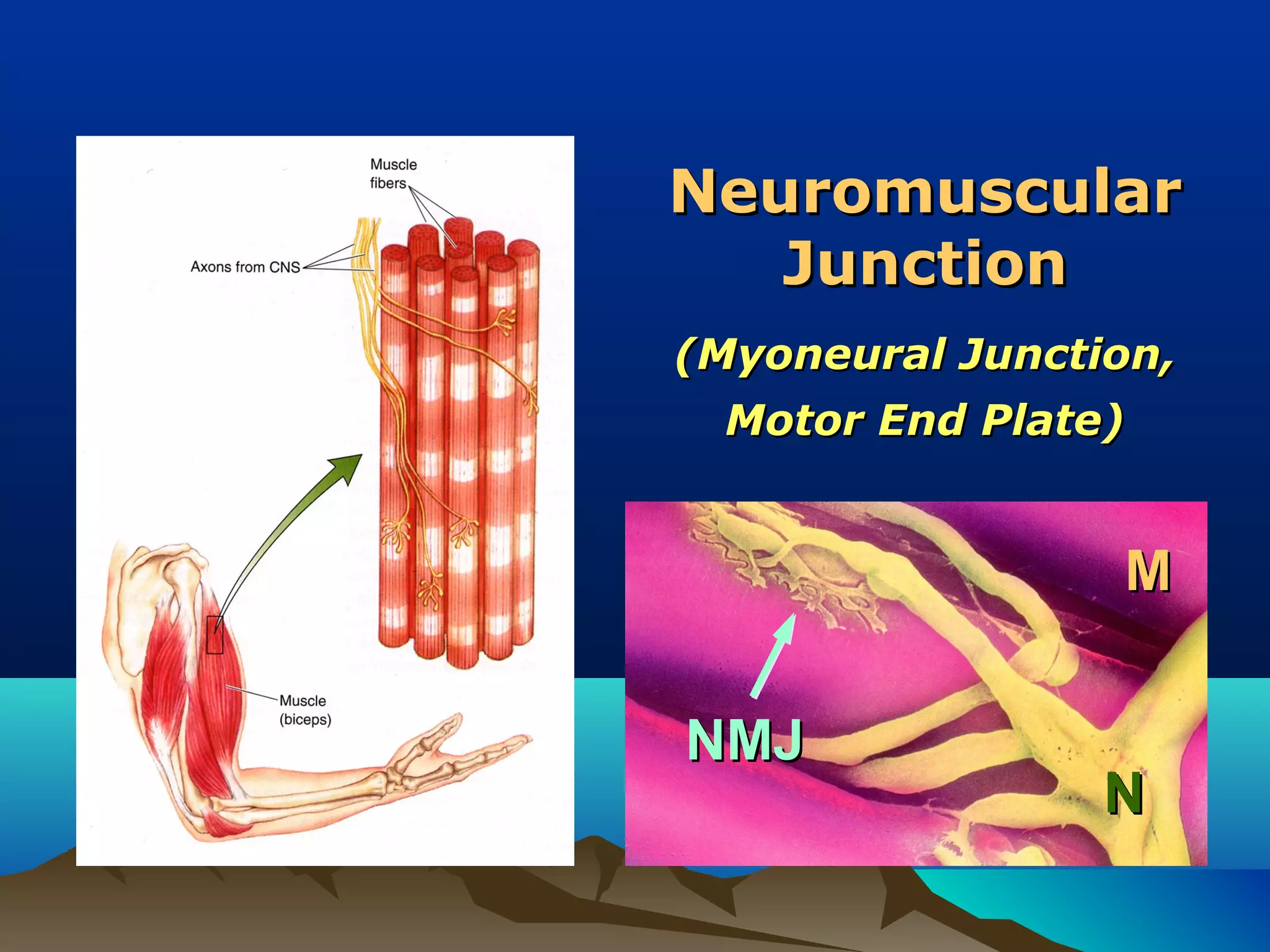 Neuromuscular
   Junction
(Myoneural Junction,
  Motor End Plate)


                 M


NMJ
                 N
 