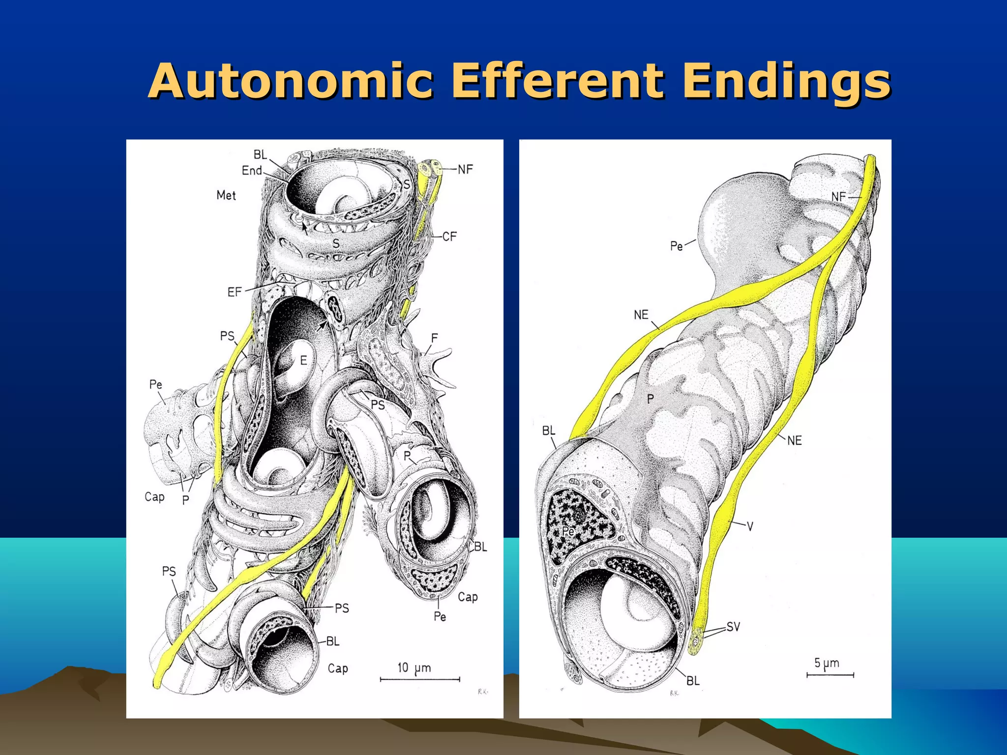 Autonomic Efferent Endings
 