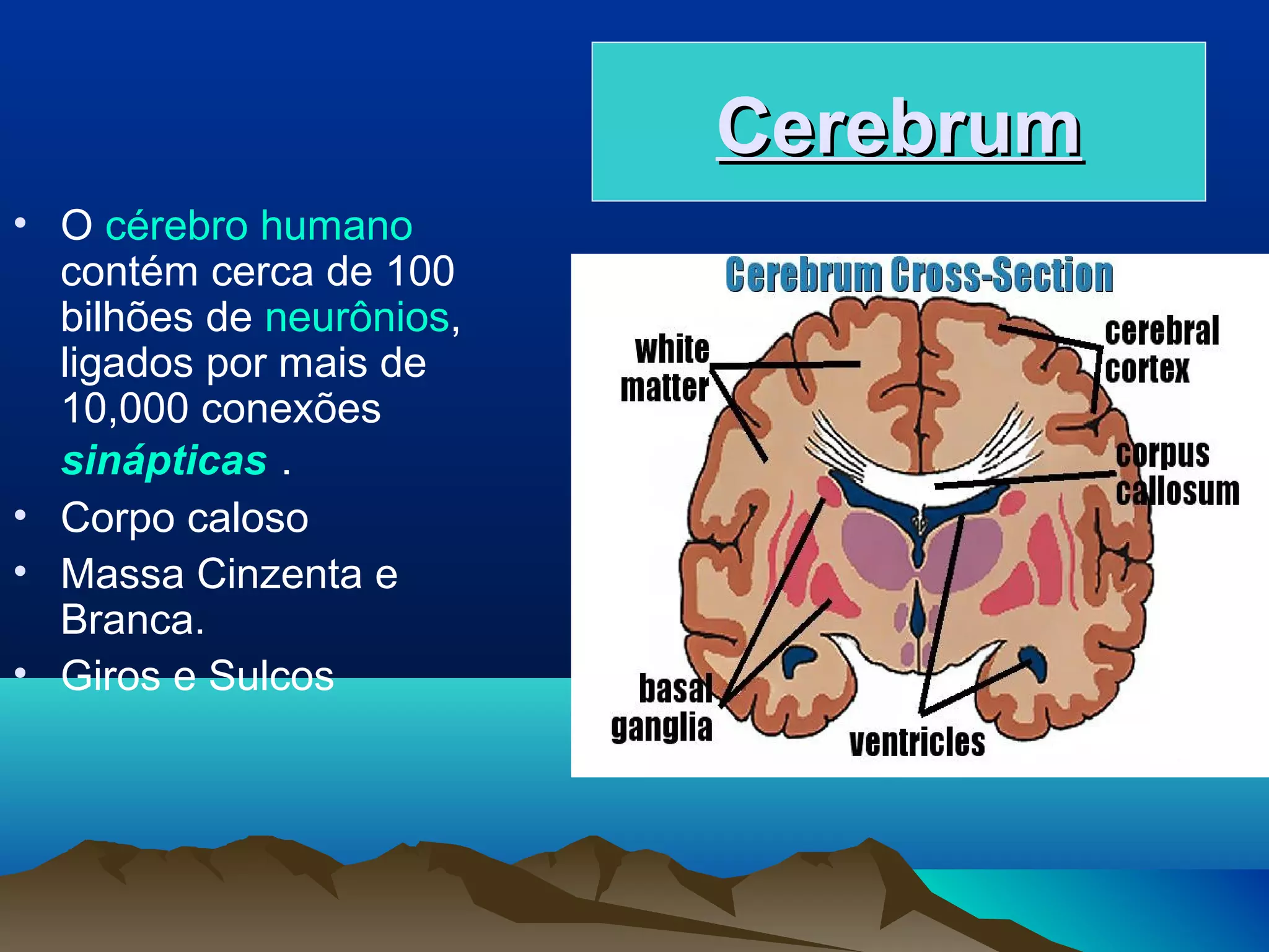Cerebrum
• O cérebro humano
  contém cerca de 100
  bilhões de neurônios,
  ligados por mais de
  10,000 conexões
  sinápticas .
• Corpo caloso
• Massa Cinzenta e
  Branca.
• Giros e Sulcos
 