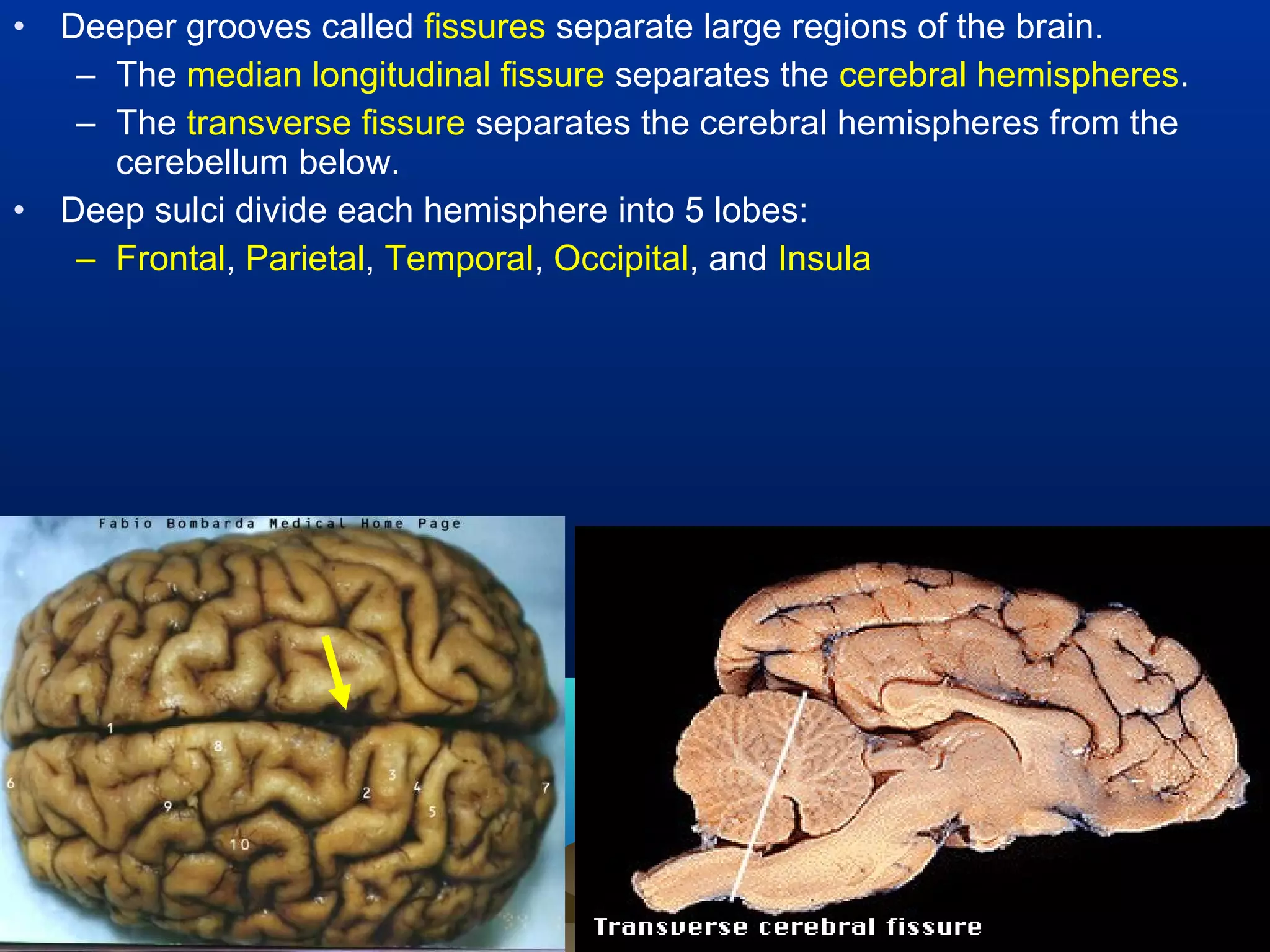 •   Deeper grooves called fissures separate large regions of the brain.
     – The median longitudinal fissure separates the cerebral hemispheres.
     – The transverse fissure separates the cerebral hemispheres from the
       cerebellum below.
•   Deep sulci divide each hemisphere into 5 lobes:
     – Frontal, Parietal, Temporal, Occipital, and Insula
 