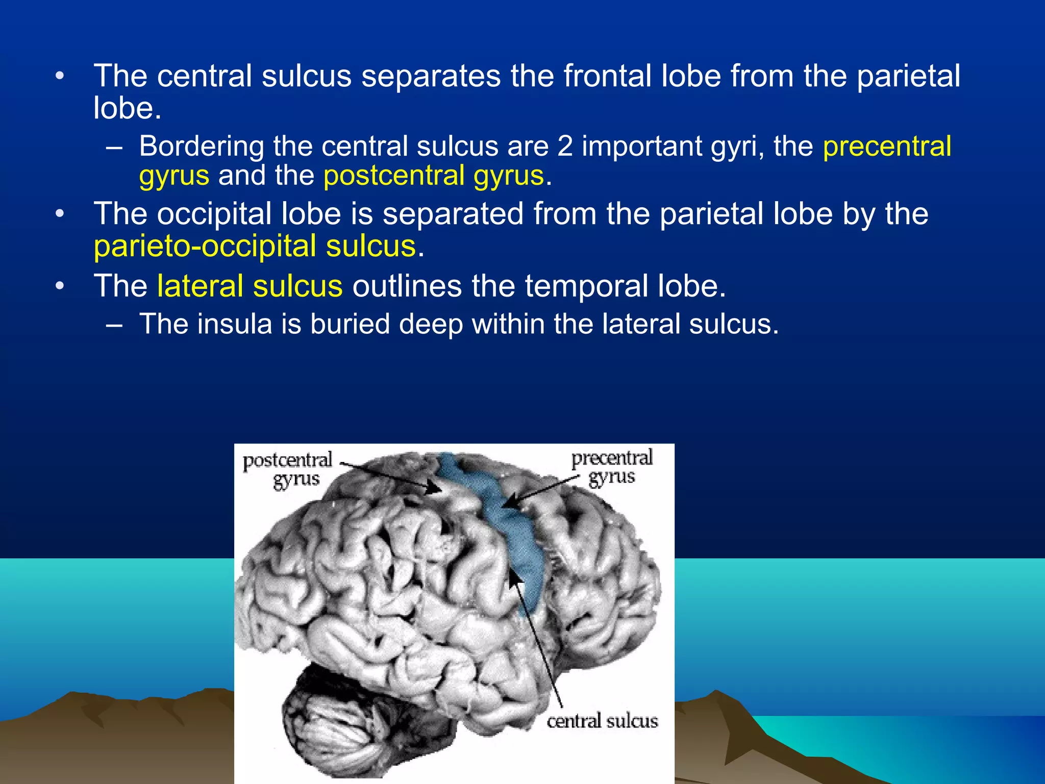 • The central sulcus separates the frontal lobe from the parietal
  lobe.
   – Bordering the central sulcus are 2 important gyri, the precentral
     gyrus and the postcentral gyrus.
• The occipital lobe is separated from the parietal lobe by the
  parieto-occipital sulcus.
• The lateral sulcus outlines the temporal lobe.
   – The insula is buried deep within the lateral sulcus.
 