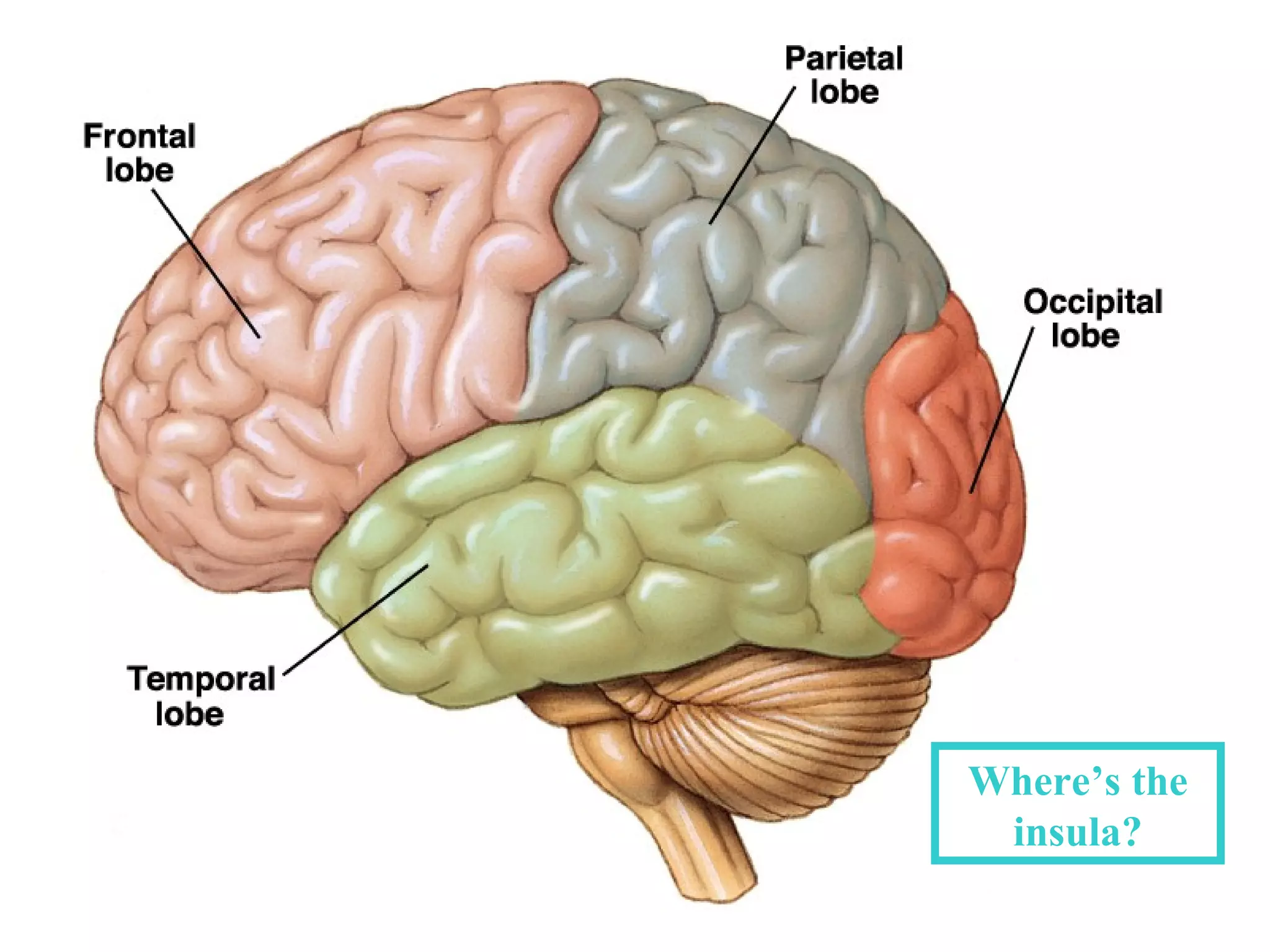 Where’s the
 insula?
 