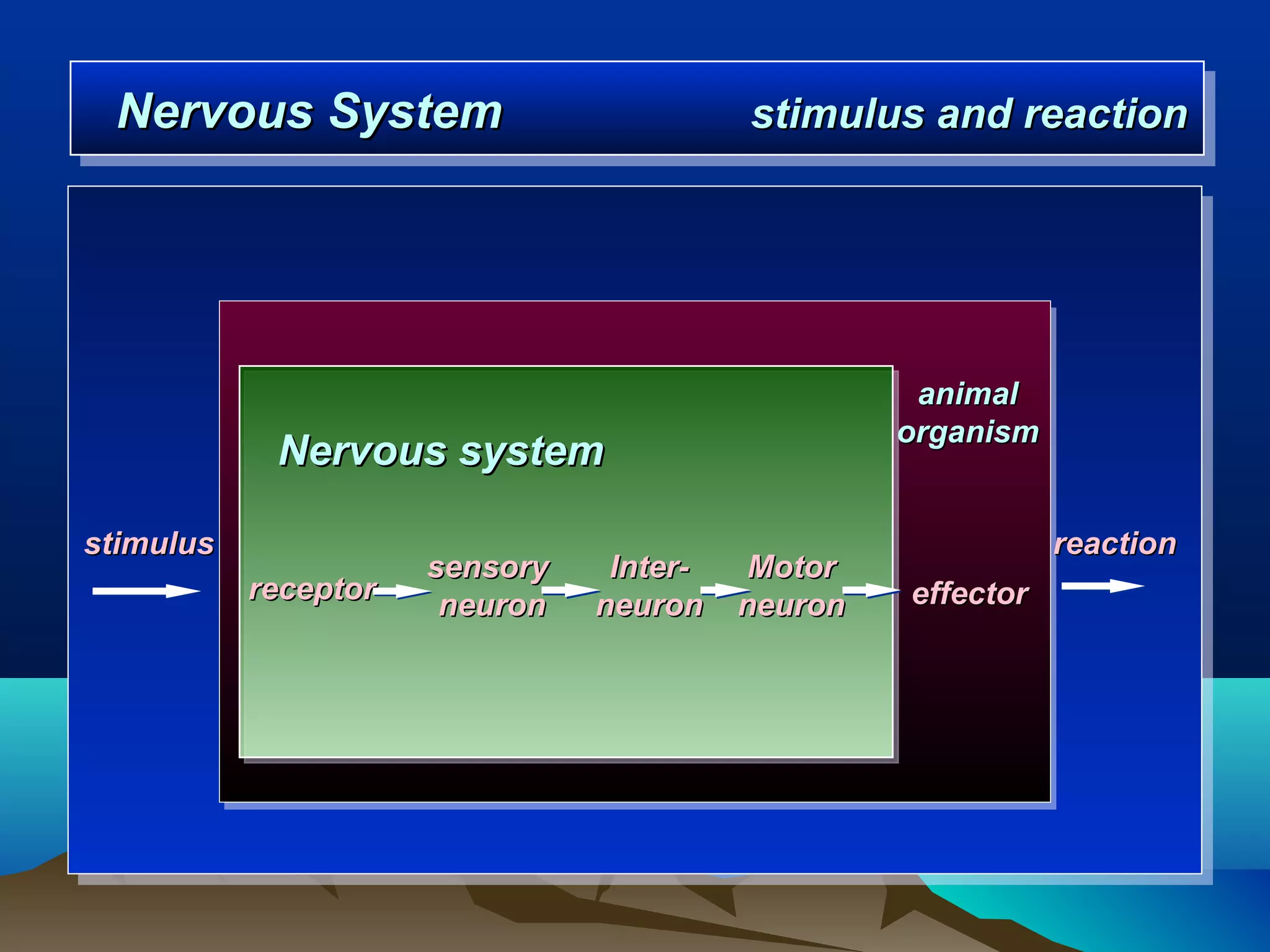 Nervous System
 Nervous System                           stimulus and reaction
                                          stimulus and reaction




                                                    animal
                                                   organism
            Nervous system

stimulus                                                      reaction
                      sensory    Inter-    Motor
           receptor                                effector
                       neuron   neuron    neuron
 