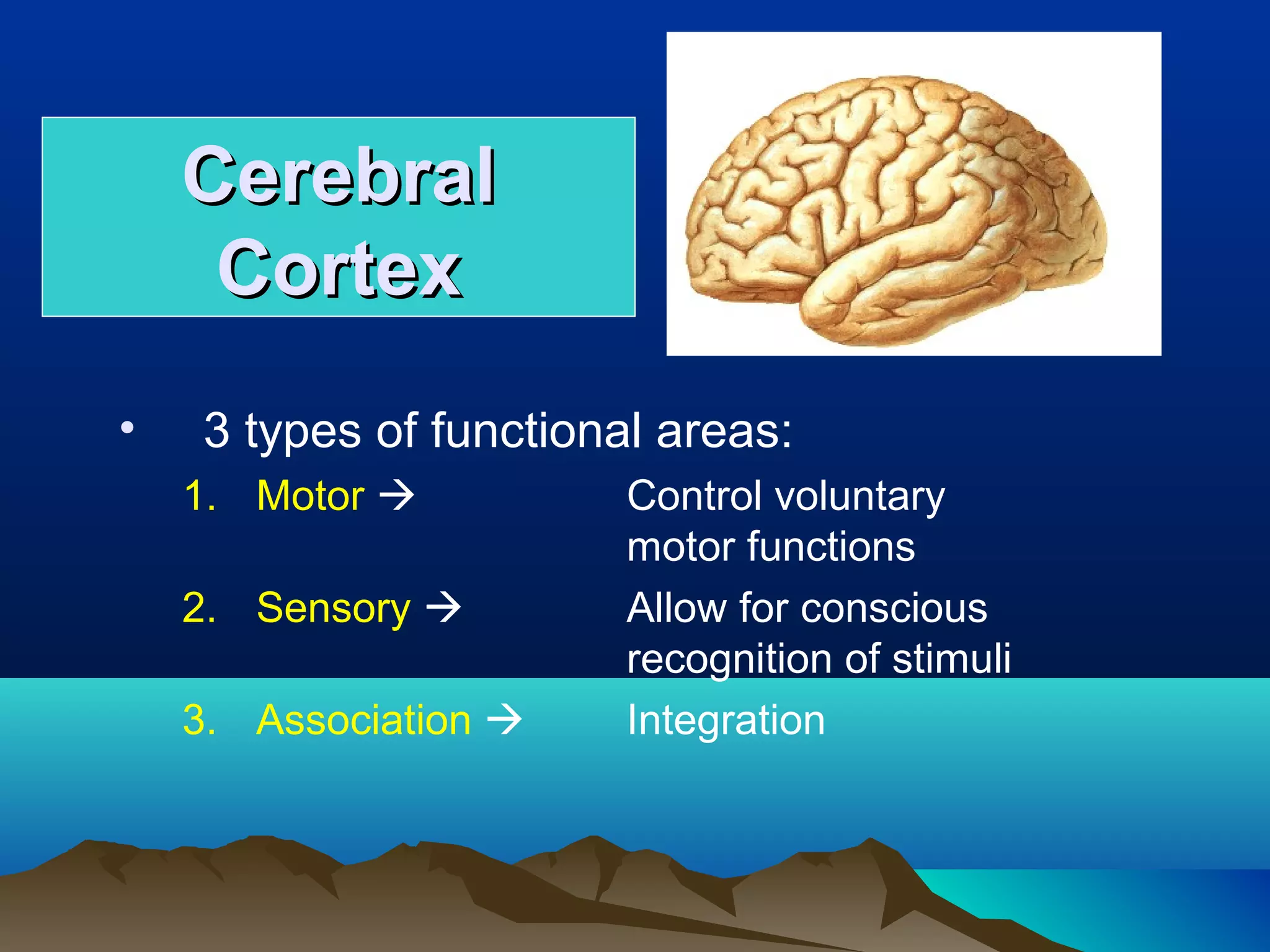 Cerebral
     Cortex
•   3 types of functional areas:
    1. Motor           Control voluntary
                        motor functions
    2. Sensory         Allow for conscious
                        recognition of stimuli
    3. Association     Integration
 