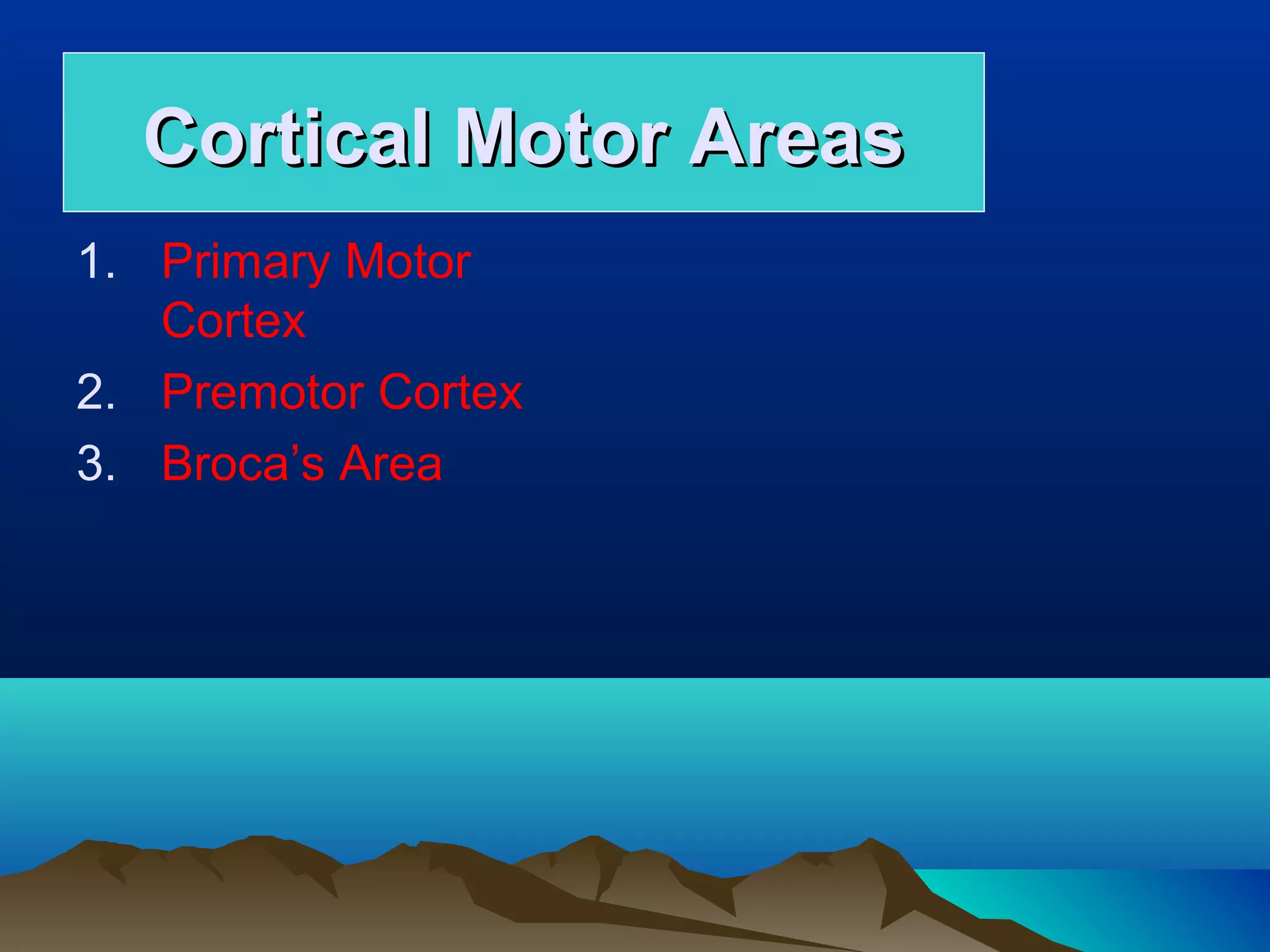 Cortical Motor Areas
1. Primary Motor
   Cortex
2. Premotor Cortex
3. Broca’s Area
 