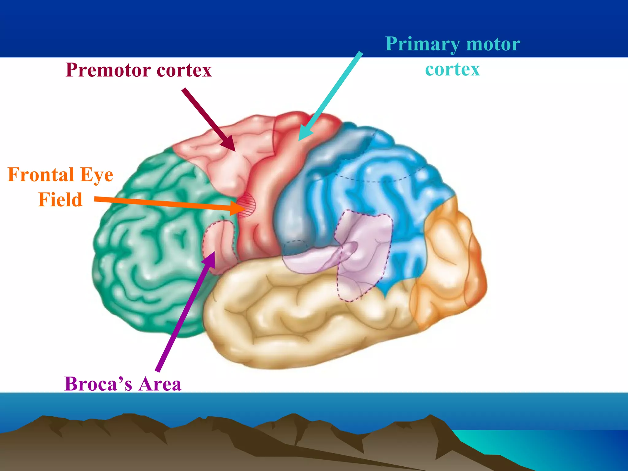 Primary motor
      Premotor cortex       cortex




Frontal Eye
   Field




     Broca’s Area
 