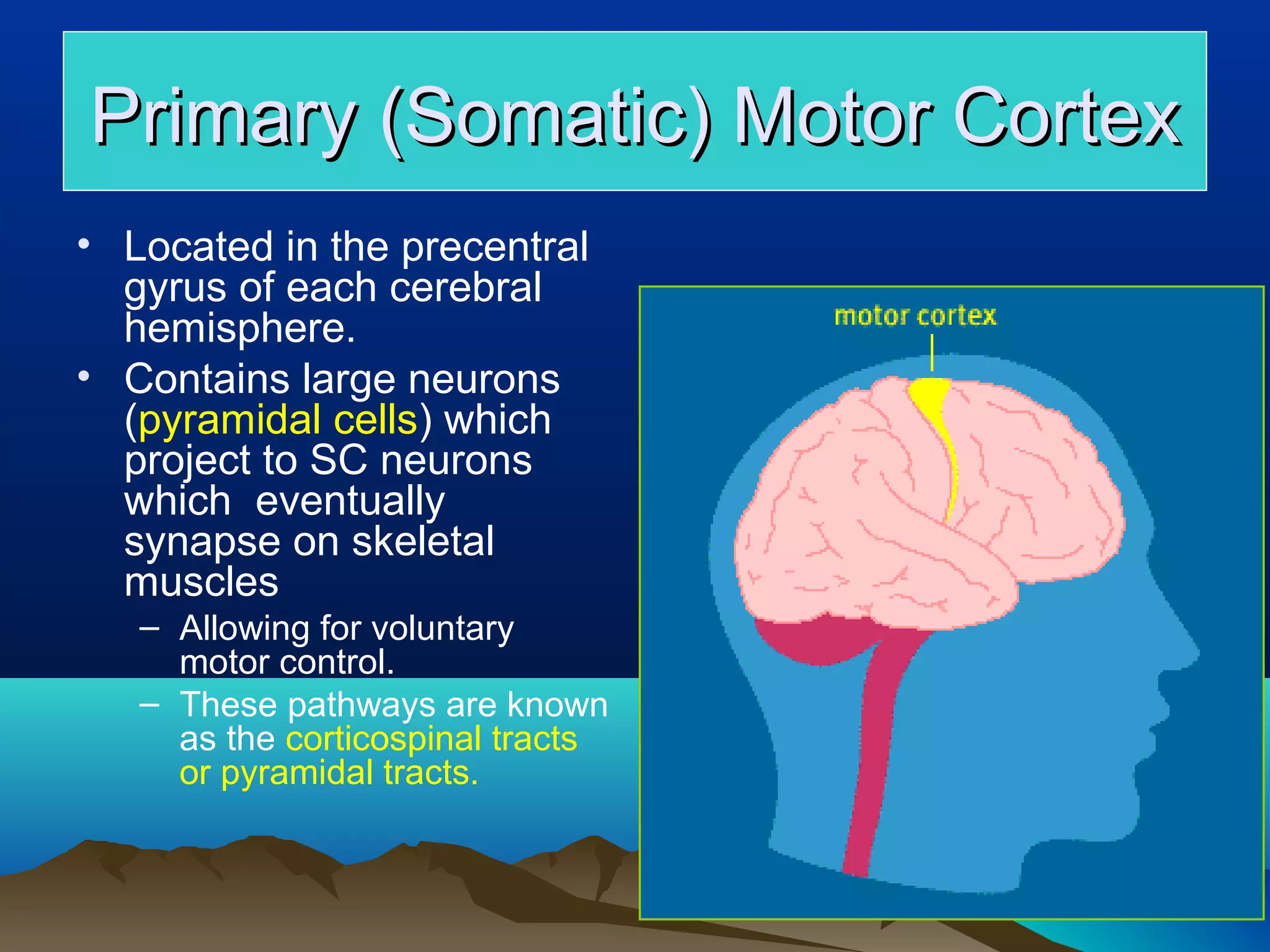 Primary (Somatic) Motor Cortex
• Located in the precentral
  gyrus of each cerebral
  hemisphere.
• Contains large neurons
  (pyramidal cells) which
  project to SC neurons
  which eventually
  synapse on skeletal
  muscles
   – Allowing for voluntary
     motor control.
   – These pathways are known
     as the corticospinal tracts
     or pyramidal tracts.
 