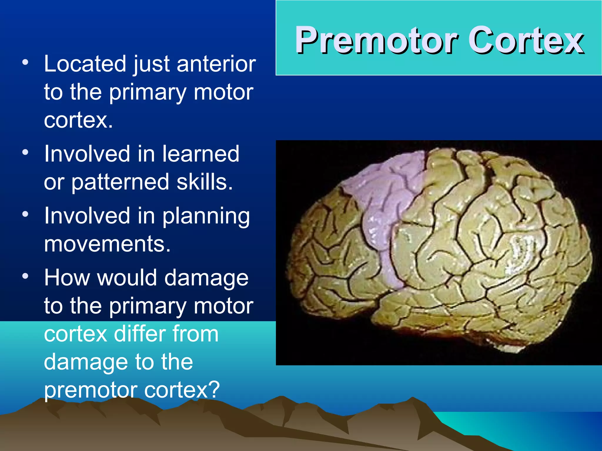 • Located just anterior
                          Premotor Cortex
  to the primary motor
  cortex.
• Involved in learned
  or patterned skills.
• Involved in planning
  movements.
• How would damage
  to the primary motor
  cortex differ from
  damage to the
  premotor cortex?
 