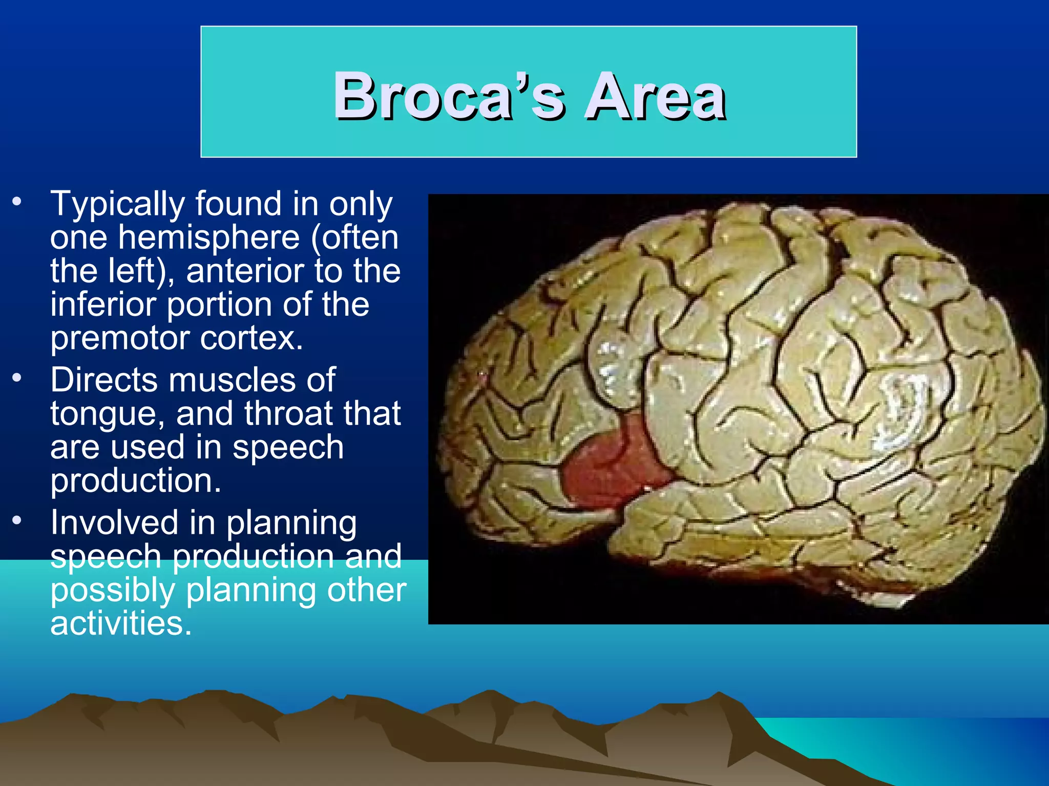 Broca’s Area
• Typically found in only
  one hemisphere (often
  the left), anterior to the
  inferior portion of the
  premotor cortex.
• Directs muscles of
  tongue, and throat that
  are used in speech
  production.
• Involved in planning
  speech production and
  possibly planning other
  activities.
 