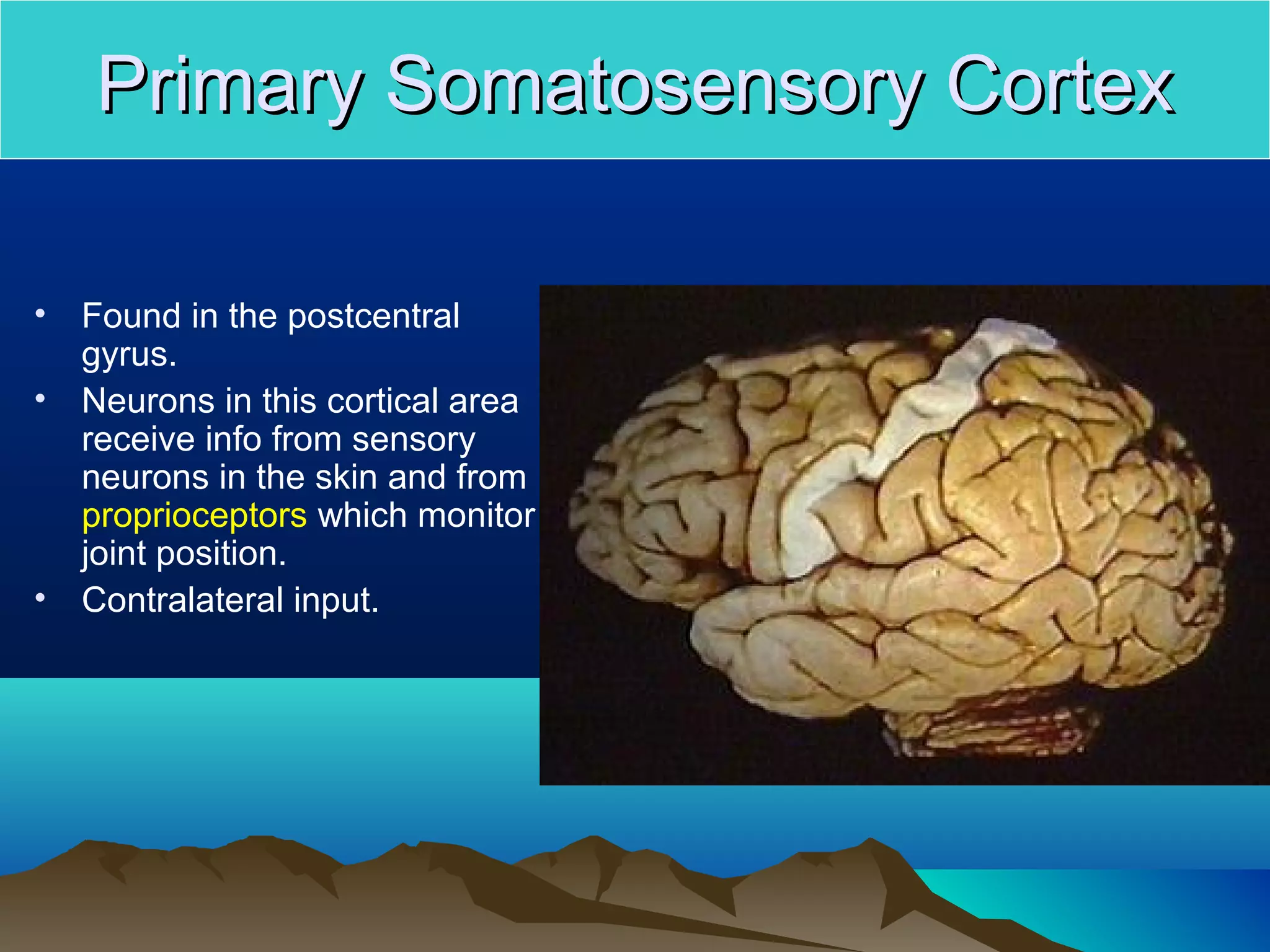 Primary Somatosensory Cortex

•   Found in the postcentral
    gyrus.
•   Neurons in this cortical area
    receive info from sensory
    neurons in the skin and from
    proprioceptors which monitor
    joint position.
•   Contralateral input.
 