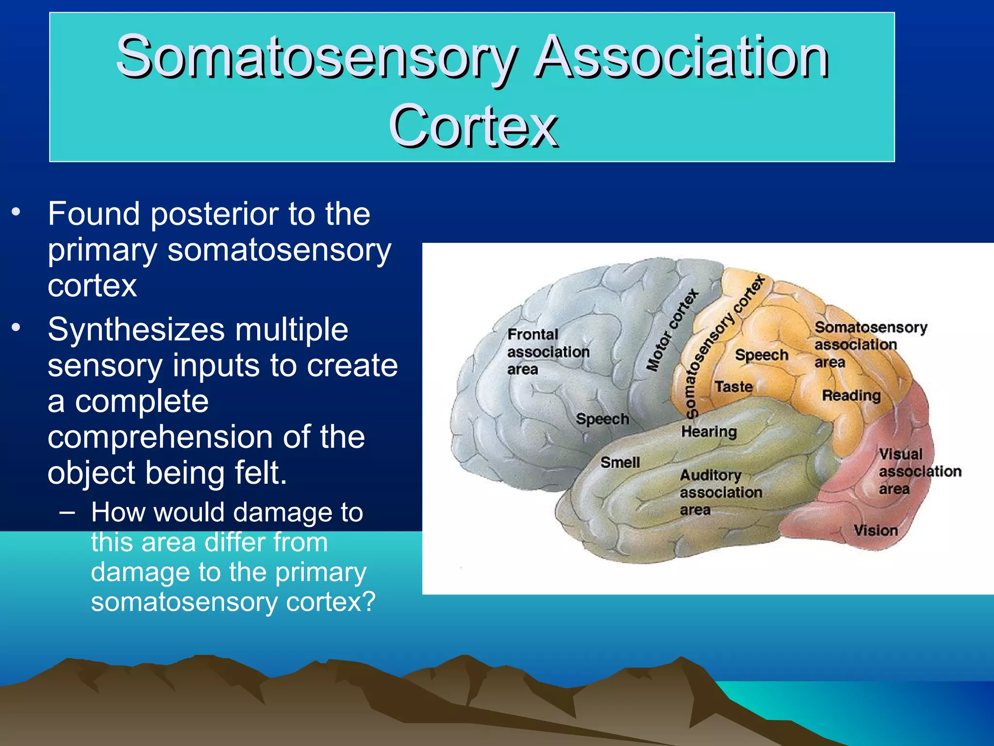 Somatosensory Association
              Cortex
• Found posterior to the
  primary somatosensory
  cortex
• Synthesizes multiple
  sensory inputs to create
  a complete
  comprehension of the
  object being felt.
   – How would damage to
     this area differ from
     damage to the primary
     somatosensory cortex?
 