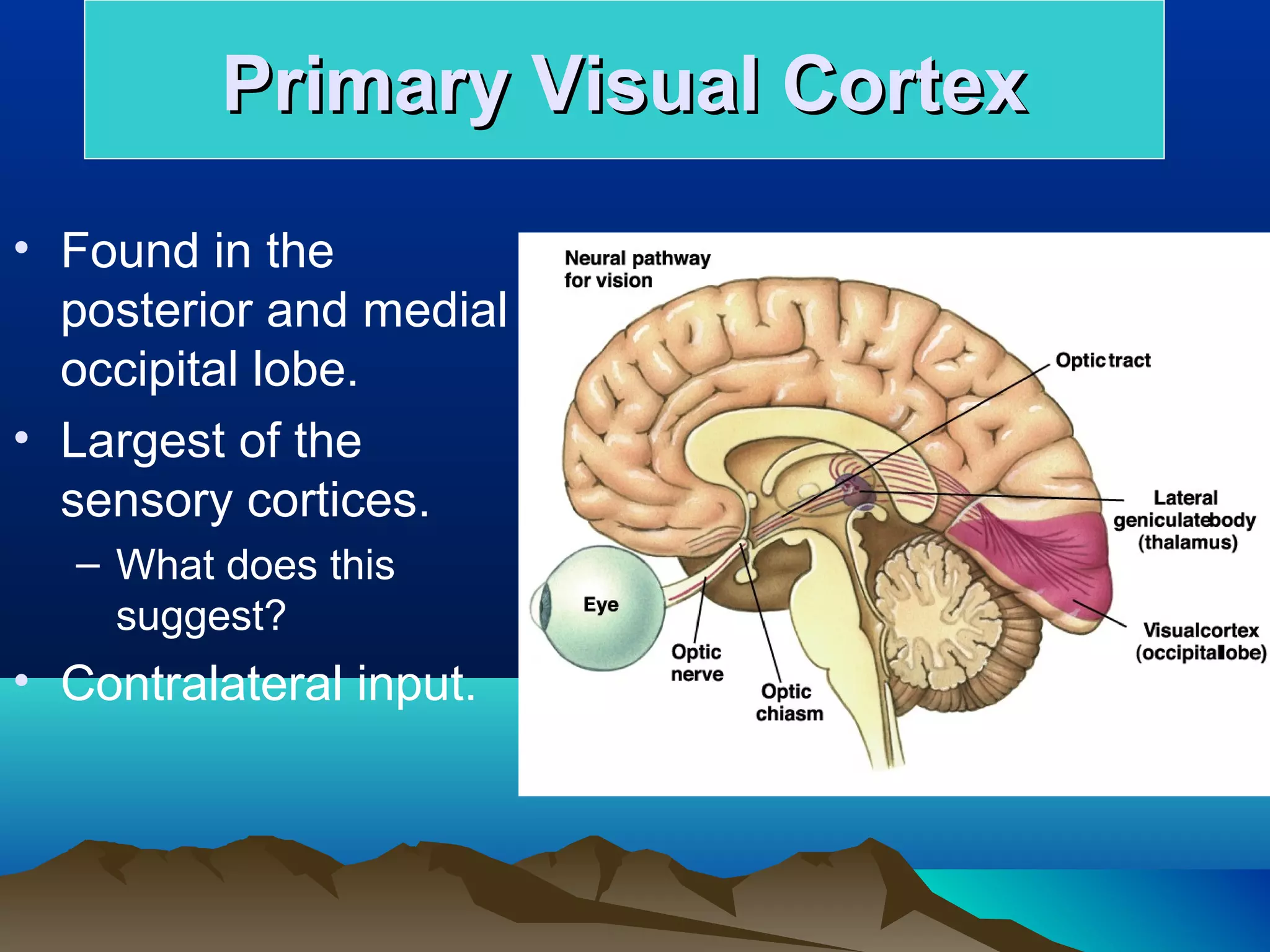 Primary Visual Cortex
• Found in the
  posterior and medial
  occipital lobe.
• Largest of the
  sensory cortices.
   – What does this
     suggest?
• Contralateral input.
 