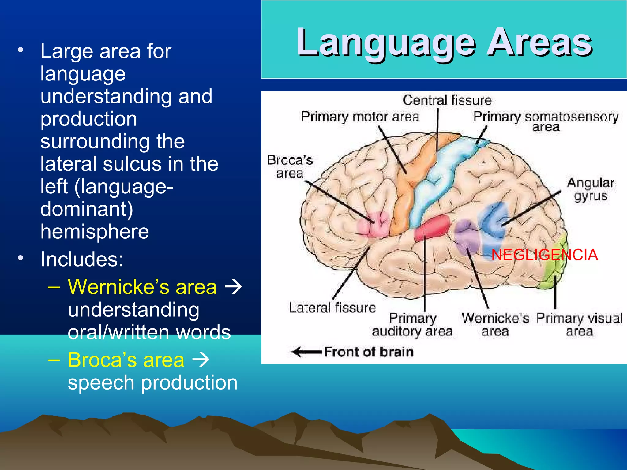 • Large area for           Language Areas
  language
  understanding and
  production
  surrounding the
  lateral sulcus in the
  left (language-
  dominant)
  hemisphere
• Includes:                         NEGLIGENCIA

   – Wernicke’s area 
      understanding
      oral/written words
   – Broca’s area 
      speech production
 