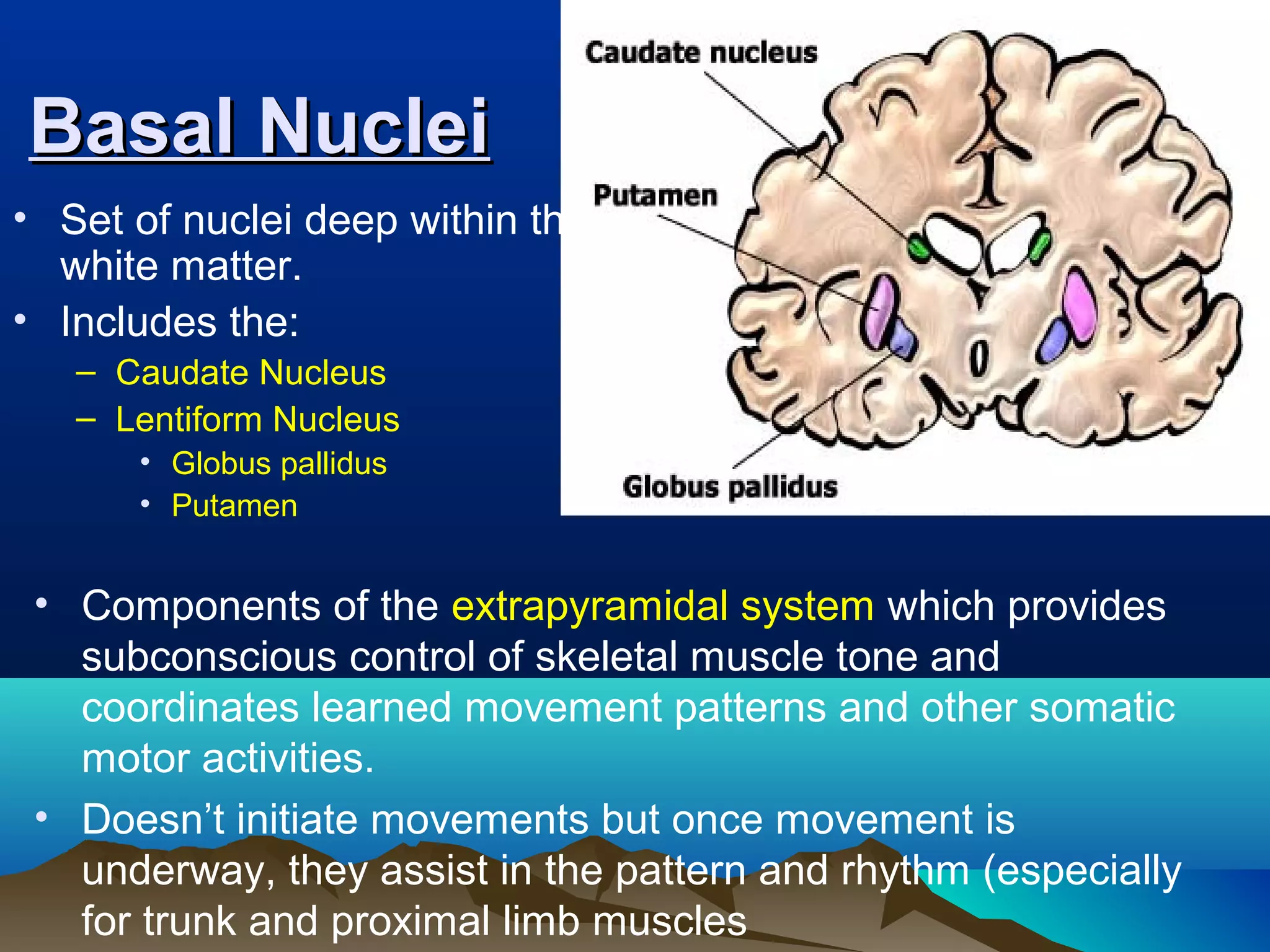 Basal Nuclei
• Set of nuclei deep within the
  white matter.
• Includes the:
   – Caudate Nucleus
   – Lentiform Nucleus
      • Globus pallidus
      • Putamen


 • Components of the extrapyramidal system which provides
   subconscious control of skeletal muscle tone and
   coordinates learned movement patterns and other somatic
   motor activities.
 • Doesn’t initiate movements but once movement is
   underway, they assist in the pattern and rhythm (especially
   for trunk and proximal limb muscles
 