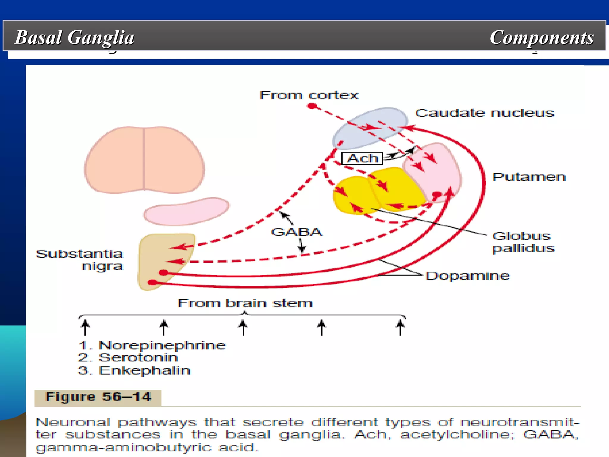 Basal Ganglia
Basal Ganglia   Components
                Components




 ff
 
