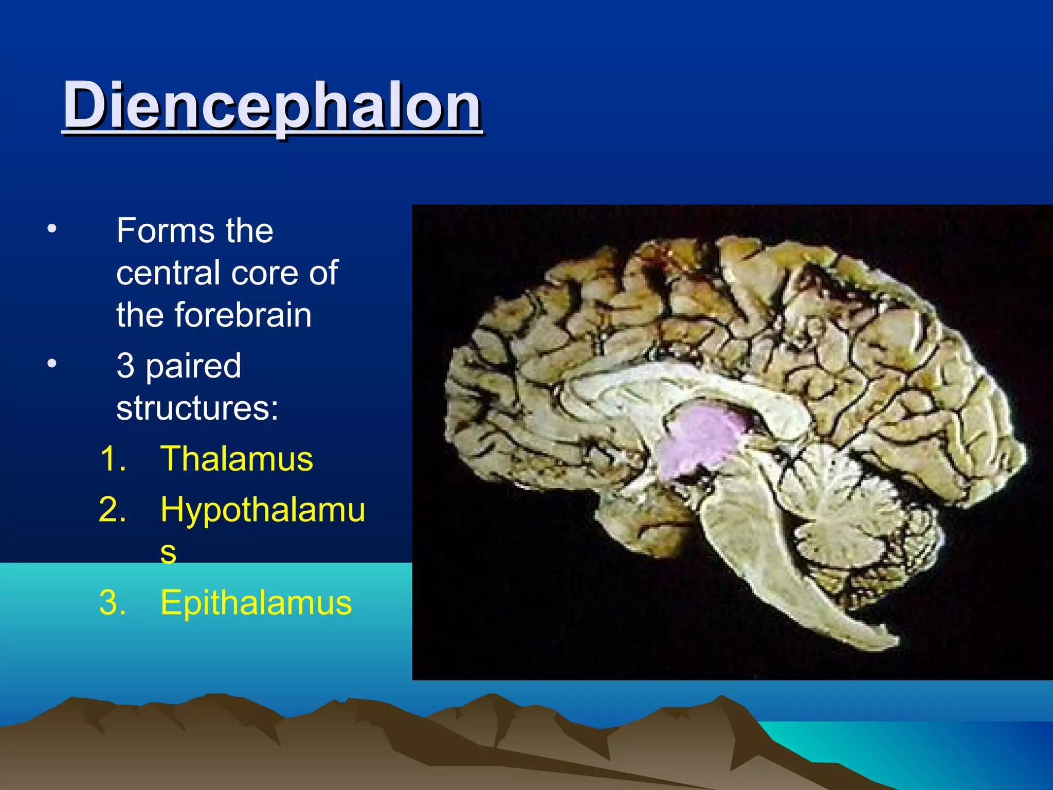 Diencephalon
•     Forms the
      central core of
      the forebrain
•     3 paired
      structures:
     1. Thalamus
     2. Hypothalamu
         s
     3. Epithalamus
 