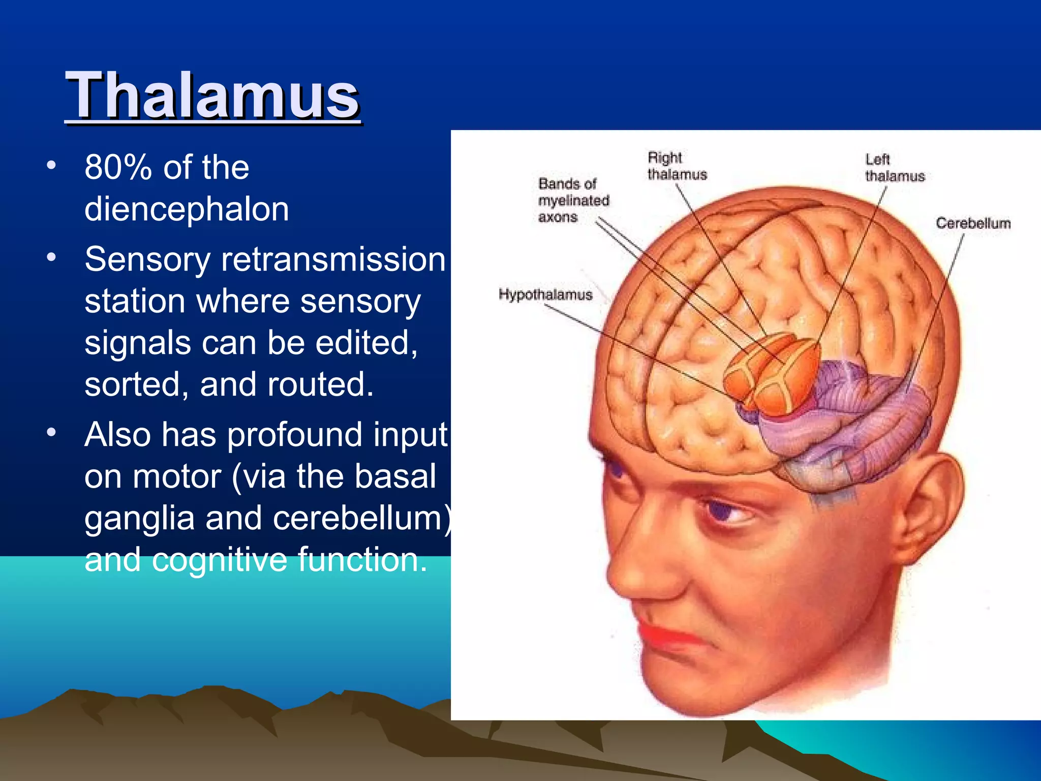 Thalamus
• 80% of the
  diencephalon
• Sensory retransmission
  station where sensory
  signals can be edited,
  sorted, and routed.
• Also has profound input
  on motor (via the basal
  ganglia and cerebellum)
  and cognitive function.
 
