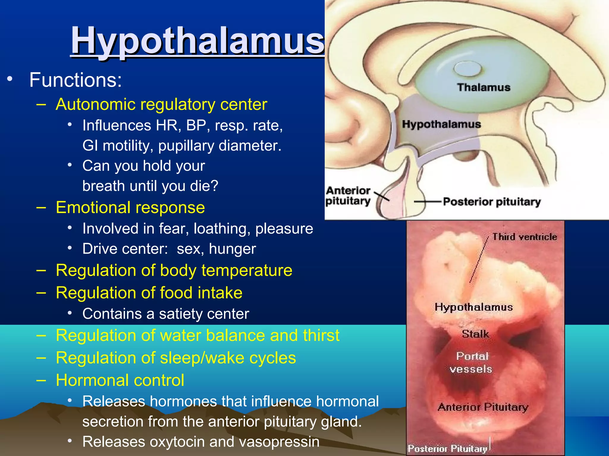 Hypothalamus
• Functions:
   – Autonomic regulatory center
       • Influences HR, BP, resp. rate,
         GI motility, pupillary diameter.
       • Can you hold your
         breath until you die?
   – Emotional response
       • Involved in fear, loathing, pleasure
       • Drive center: sex, hunger
   – Regulation of body temperature
   – Regulation of food intake
       • Contains a satiety center
   – Regulation of water balance and thirst
   – Regulation of sleep/wake cycles
   – Hormonal control
       • Releases hormones that influence hormonal
         secretion from the anterior pituitary gland.
       • Releases oxytocin and vasopressin
 