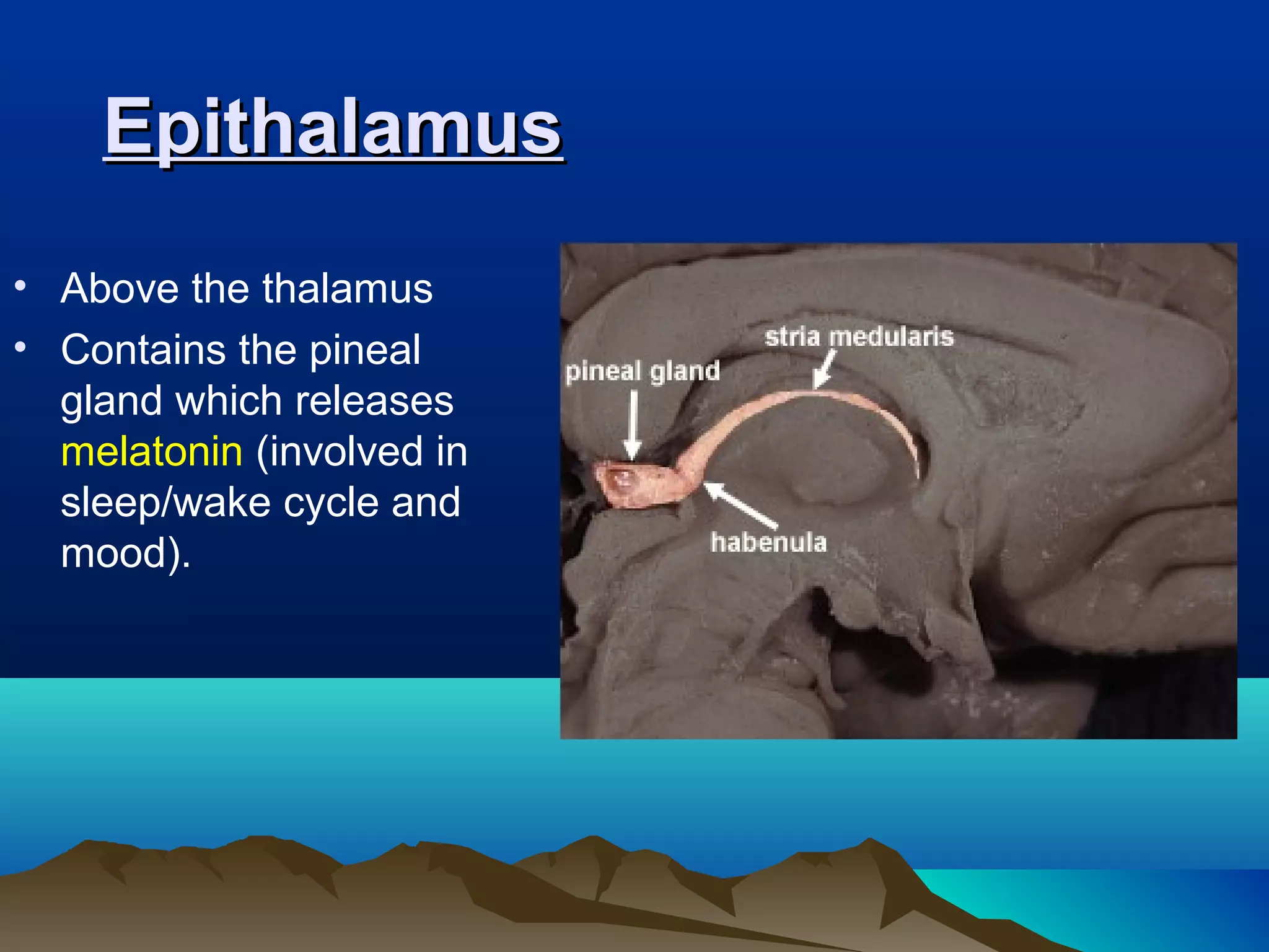 Epithalamus
• Above the thalamus
• Contains the pineal
  gland which releases
  melatonin (involved in
  sleep/wake cycle and
  mood).
 