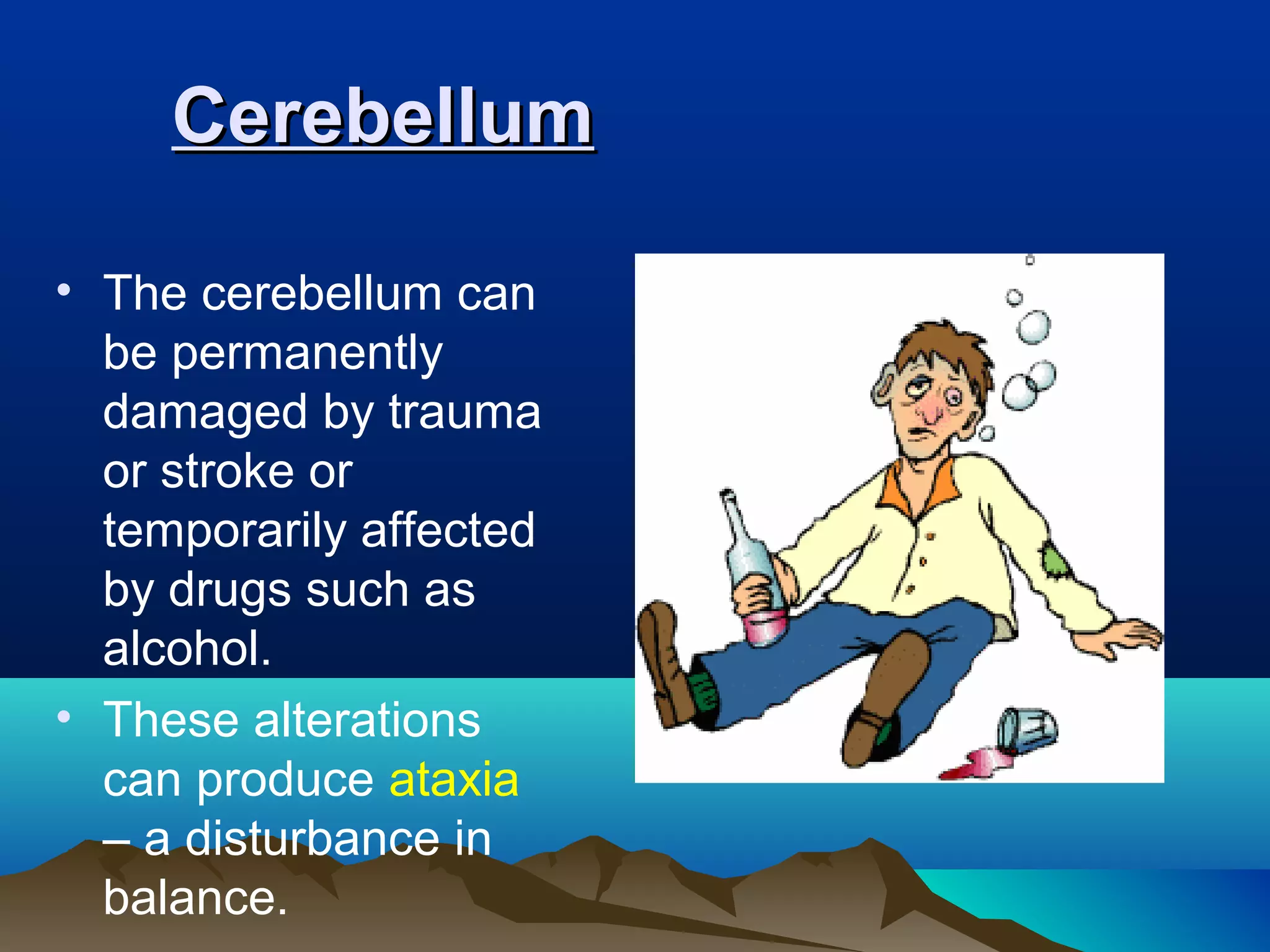 Cerebellum

• The cerebellum can
  be permanently
  damaged by trauma
  or stroke or
  temporarily affected
  by drugs such as
  alcohol.
• These alterations
  can produce ataxia
  – a disturbance in
  balance.
 