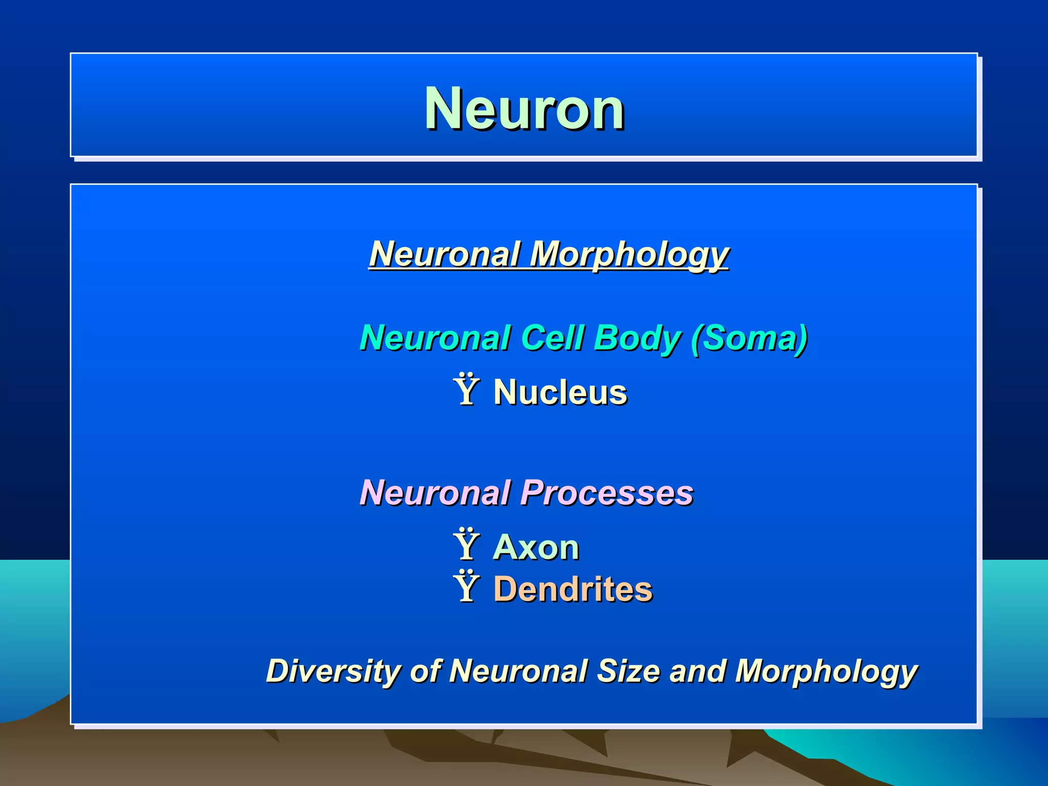 Neuron
         Neuron

      Neuronal Morphology

     Neuronal Cell Body (Soma)
           Ÿ Nucleus

     Neuronal Processes
           Ÿ Axon
           Ÿ Dendrites

Diversity of Neuronal Size and Morphology
 