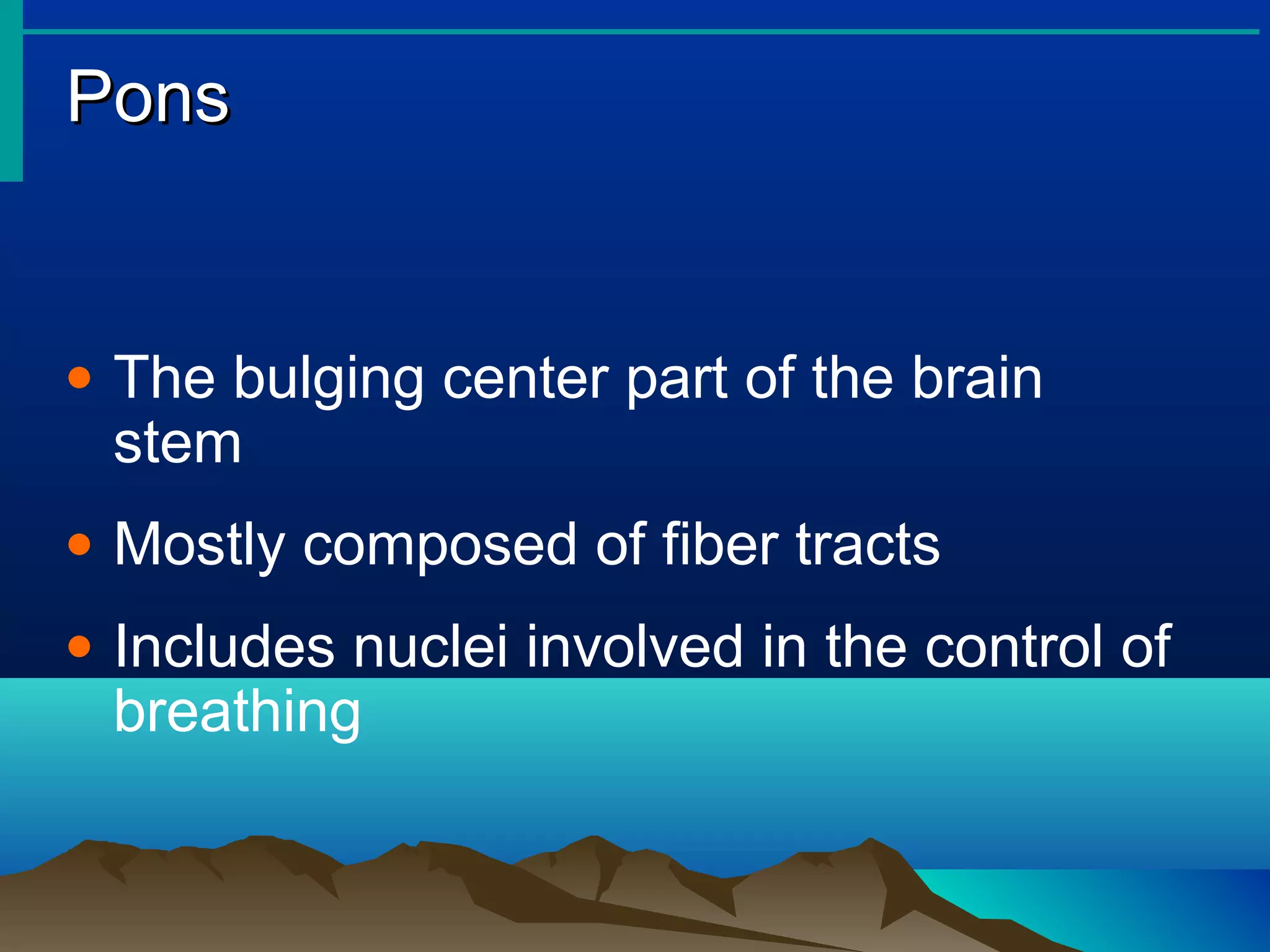 Pons


• The bulging center part of the brain
  stem
• Mostly composed of fiber tracts
• Includes nuclei involved in the control of
  breathing
 