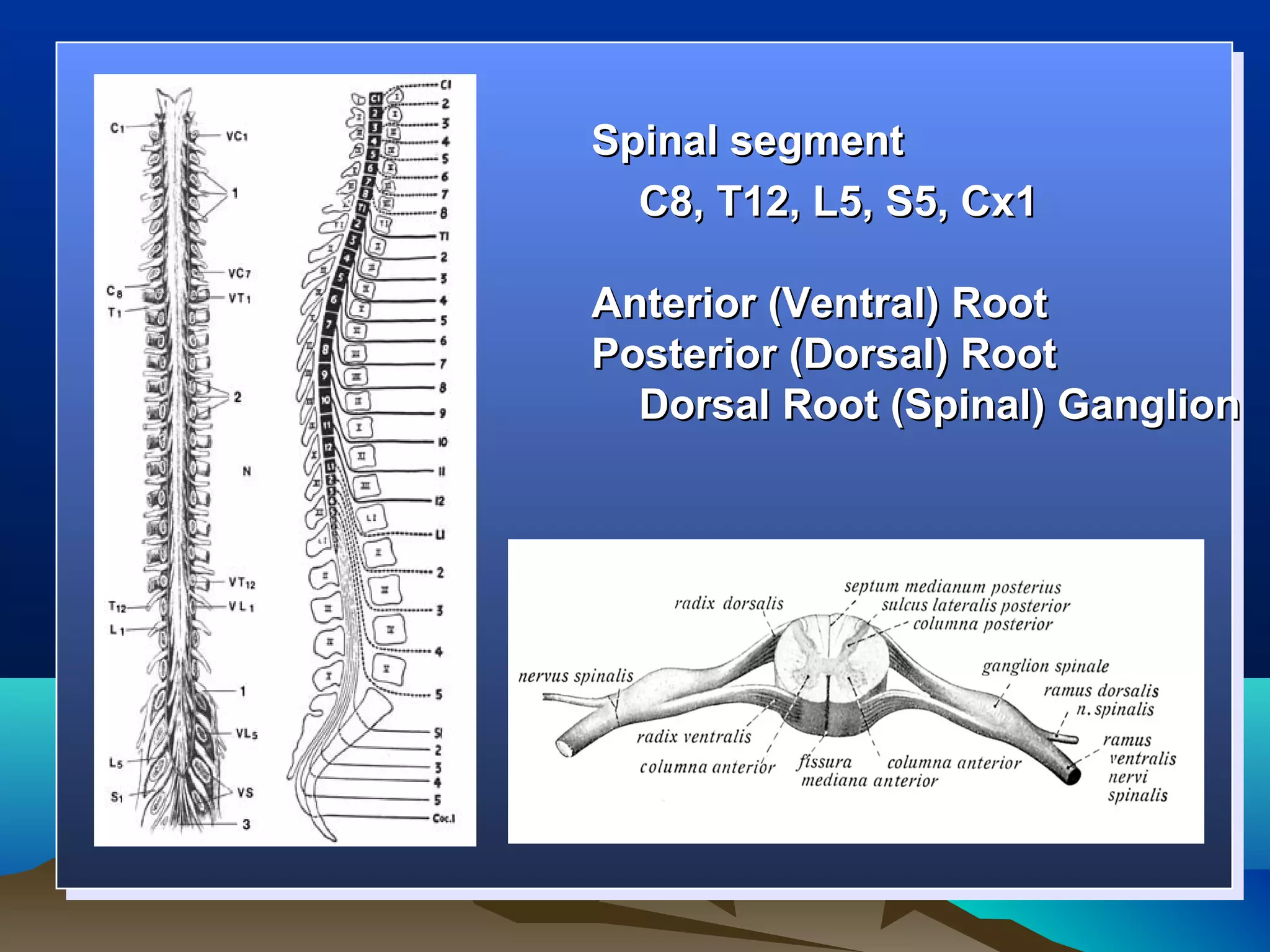 Spinal segment
  C8, T12, L5, S5, Cx1

Anterior (Ventral) Root
Posterior (Dorsal) Root
  Dorsal Root (Spinal) Ganglion
 