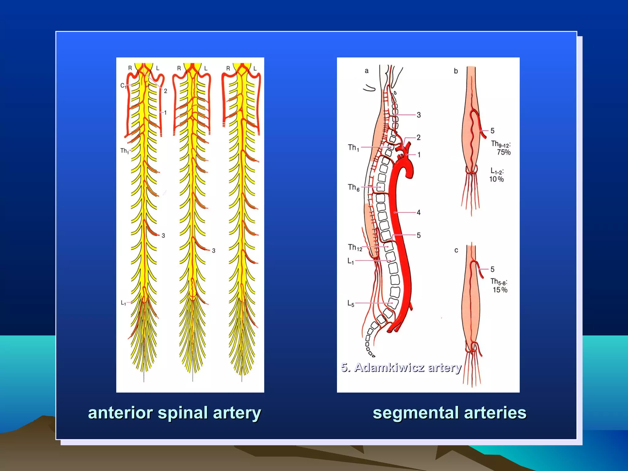 5. Adamkiwicz artery


anterior spinal artery        segmental arteries
 