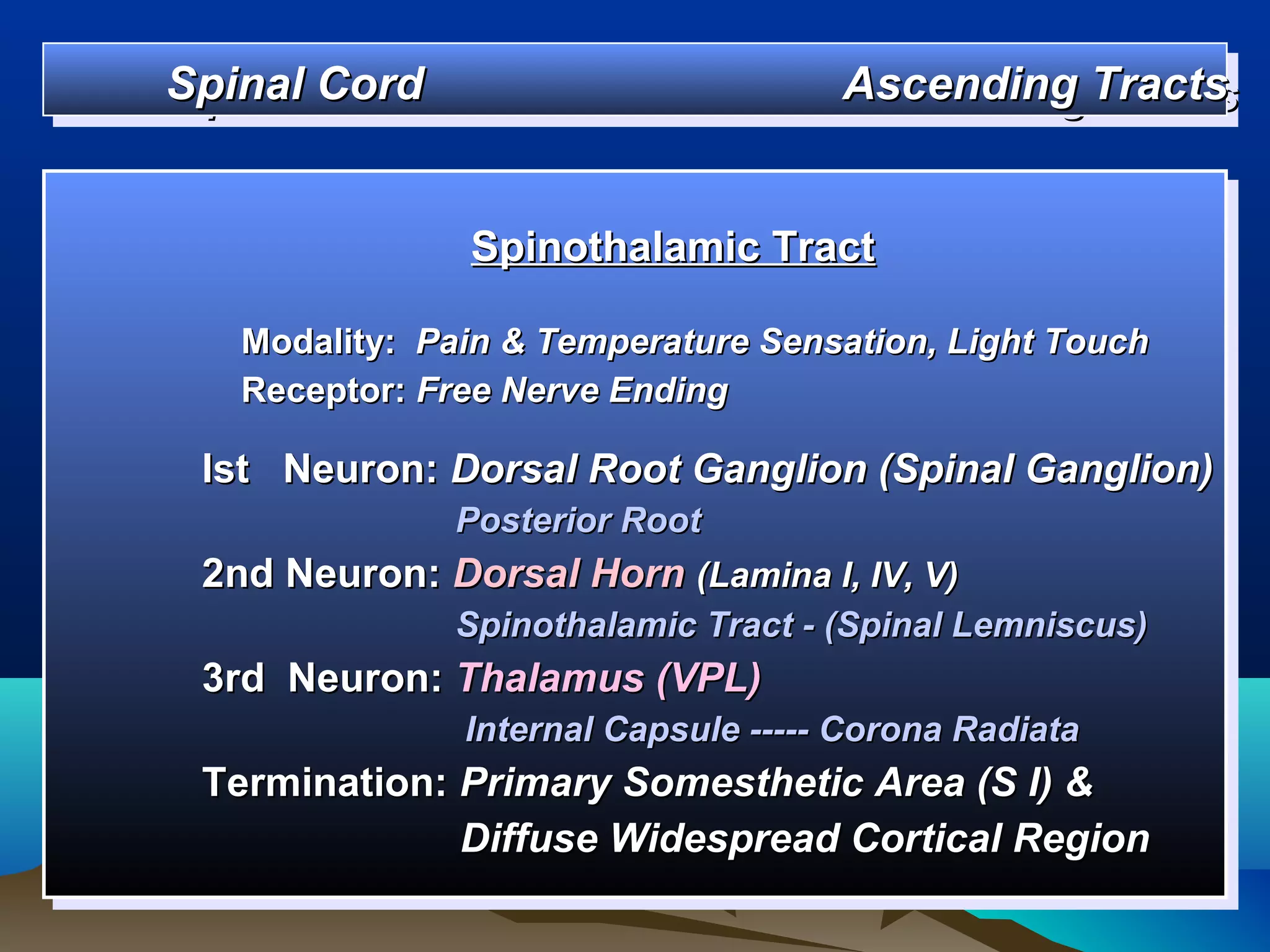 Spinal Cord
Spinal Cord                          Ascending Tracts
                                     Ascending Tracts


               Spinothalamic Tract
               Spinothalamic Tract
   Modality: Pain & Temperature Sensation, Light Touch
   Modality: Pain & Temperature Sensation, Light Touch
   Receptor: Free Nerve Ending
   Receptor: Free Nerve Ending
 Ist Neuron: Dorsal Root Ganglion (Spinal Ganglion)
  Ist Neuron: Dorsal Root Ganglion (Spinal Ganglion)
             Posterior Root
             Posterior Root
 2nd Neuron: Dorsal Horn (Lamina I, IV, V)
 2nd Neuron: Dorsal Horn (Lamina I, IV, V)
             Spinothalamic Tract --(Spinal Lemniscus)
             Spinothalamic Tract (Spinal Lemniscus)
 3rd Neuron: Thalamus (VPL)
 3rd Neuron: Thalamus (VPL)
               Internal Capsule ----- Corona Radiata
                Internal Capsule ----- Corona Radiata
 Termination: Primary Somesthetic Area (S I) &
 Termination: Primary Somesthetic Area (S I) &
              Diffuse Widespread Cortical Region
              Diffuse Widespread Cortical Region
 